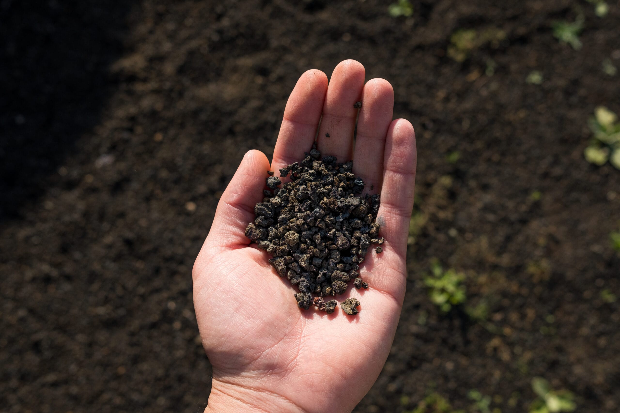 dia_cafe_volcanic_soil